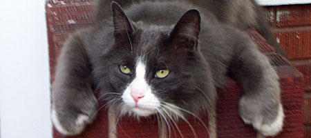 Ornette the cat
