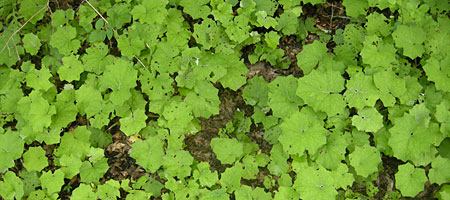 Green ground cover in woods of Western New York Green ground cover in woods of Western New York