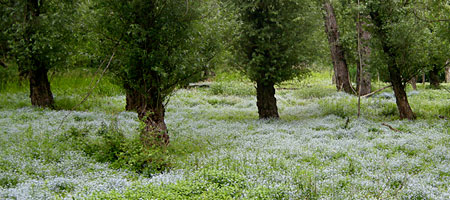Blue flowers in the marsh, late spring, Rochester, NY