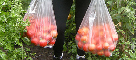 Peggi with twenty one pounds of tomatoes
