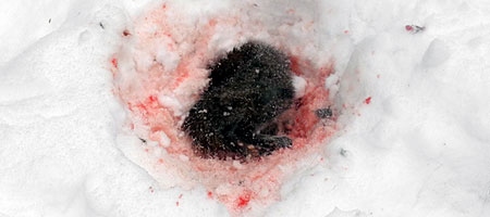 Dead squirrel in the snow in the woods Dead squirrel in the snow in the woods