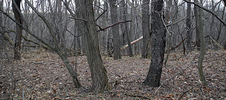 Bare trees in December, Spring Valley in Rochester, New York
