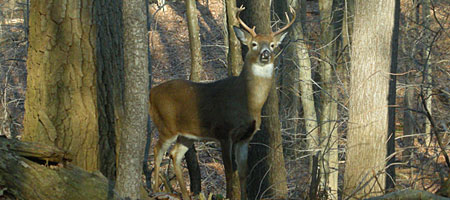 Buck in the woods near Rochester, New York
