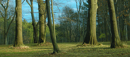 December trees and light in Durand Eastman Park, Rochester, New York