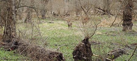 Deer in meadow near Durand Eastman Park in Rochester, New York