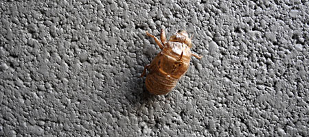 Cicada shell on wall out back