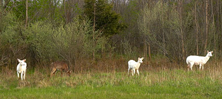 3 white deer on Seneca Army base in New York