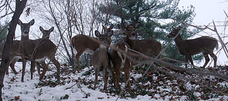 Eight deer in Irondequoit