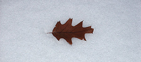 Leaf in snow, Rochester, NY