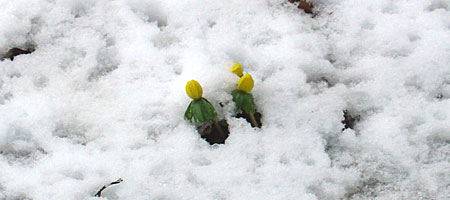 Winter aconite flowers in the snow.