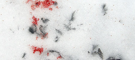 Feathers and crystalized blood on snow in the woods