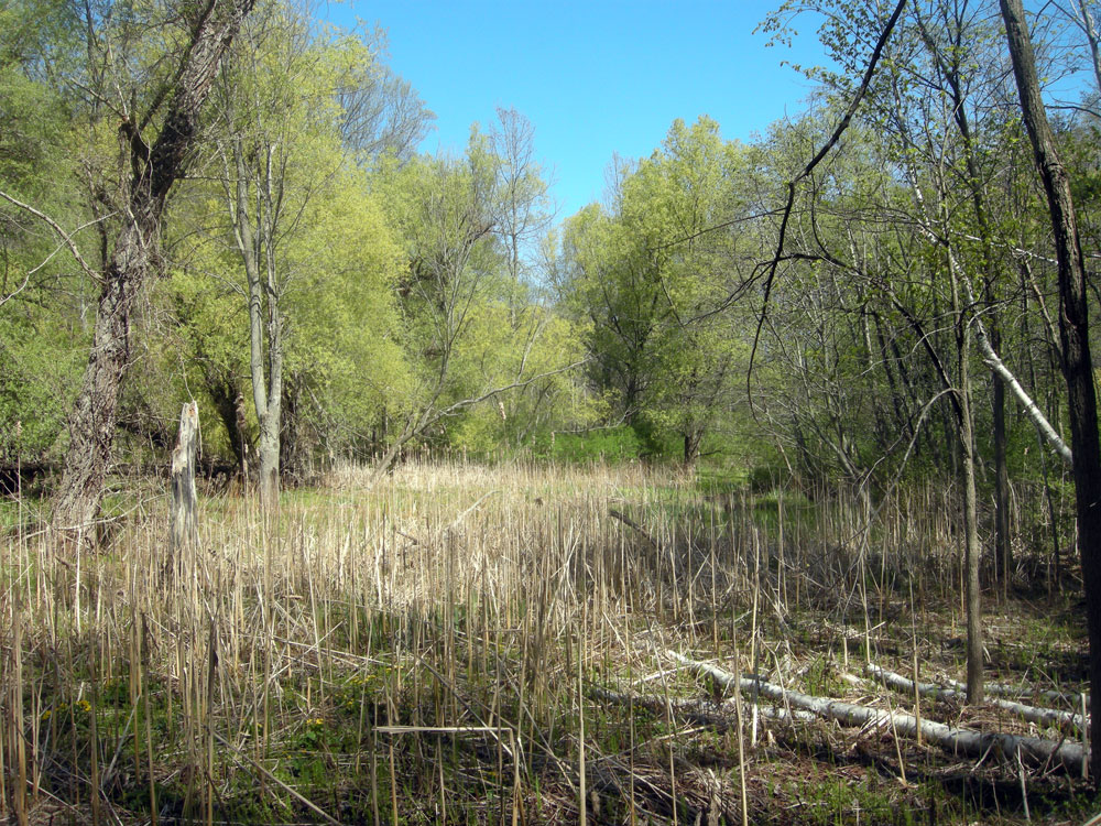 Marsh near Lake Ontario in Spring