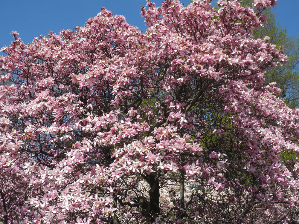 Magnolias in full bloom with blue sky, Rochester, New York
