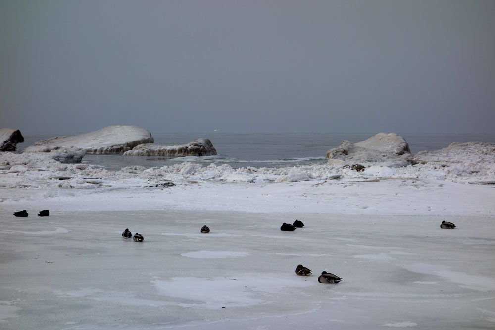 Ducks on frozen shore of Lake Ontario