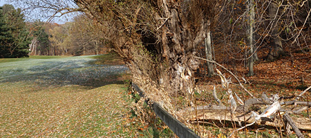 Willow and milkweeds near golf course in Rochester, New York