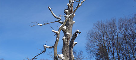 Peggi skiing in Durand Eastman Park