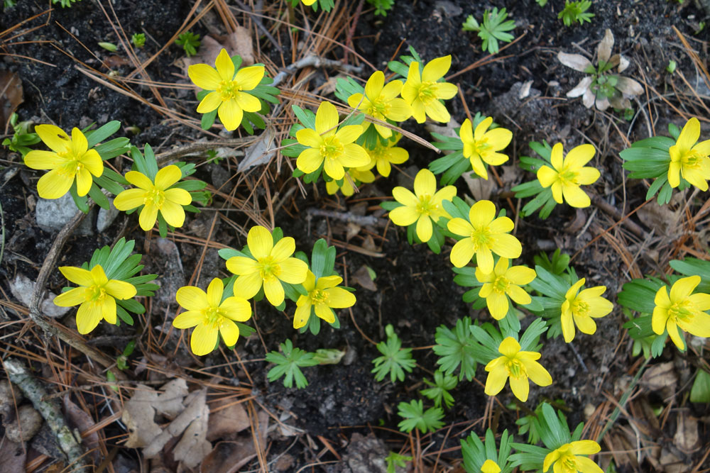 Winter Aconite in the backyard 2016