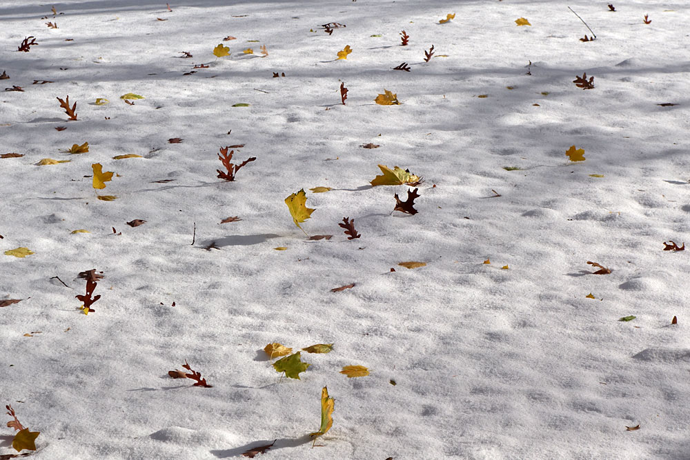 Maple leaves standing in the snow in late November