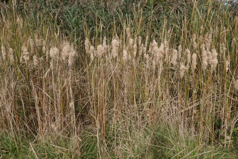 Autumn weeds in the marsh on Hoffman Road