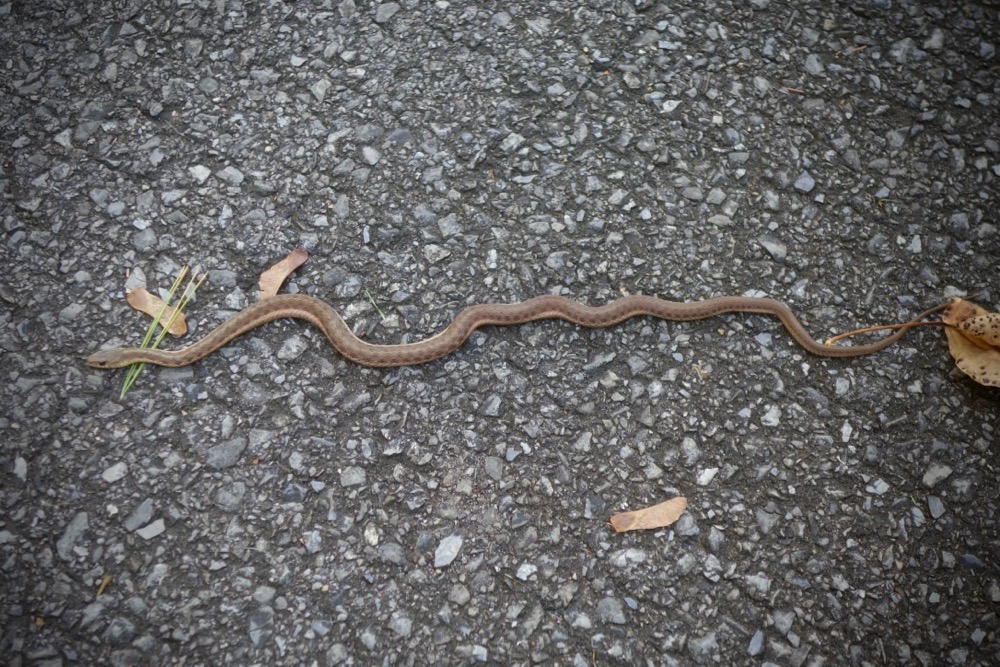 Snake on the rad in the park, Rochester, New York