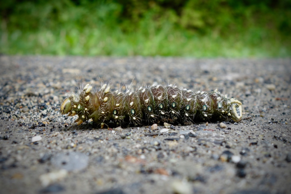 Big caterpillar on road in Adirondacks