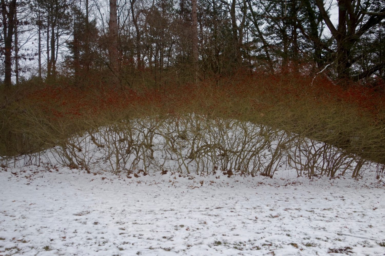 Burning bushes on hill in Durand Eastman, Winter 2019