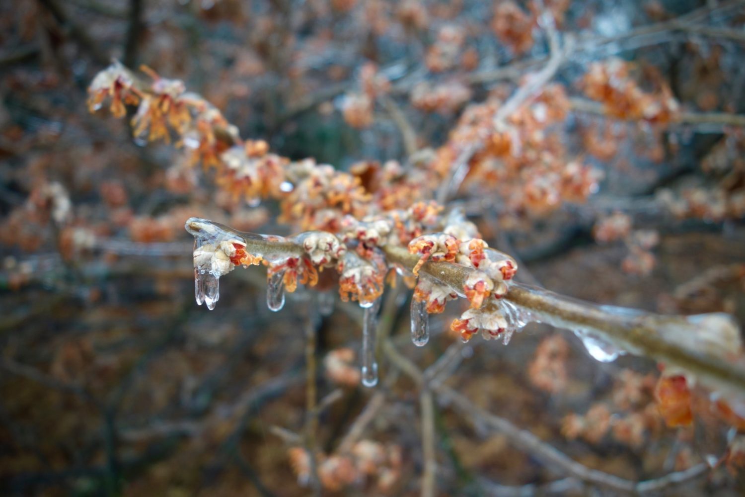 Ice covered Witch Hazel in Durand Eastman