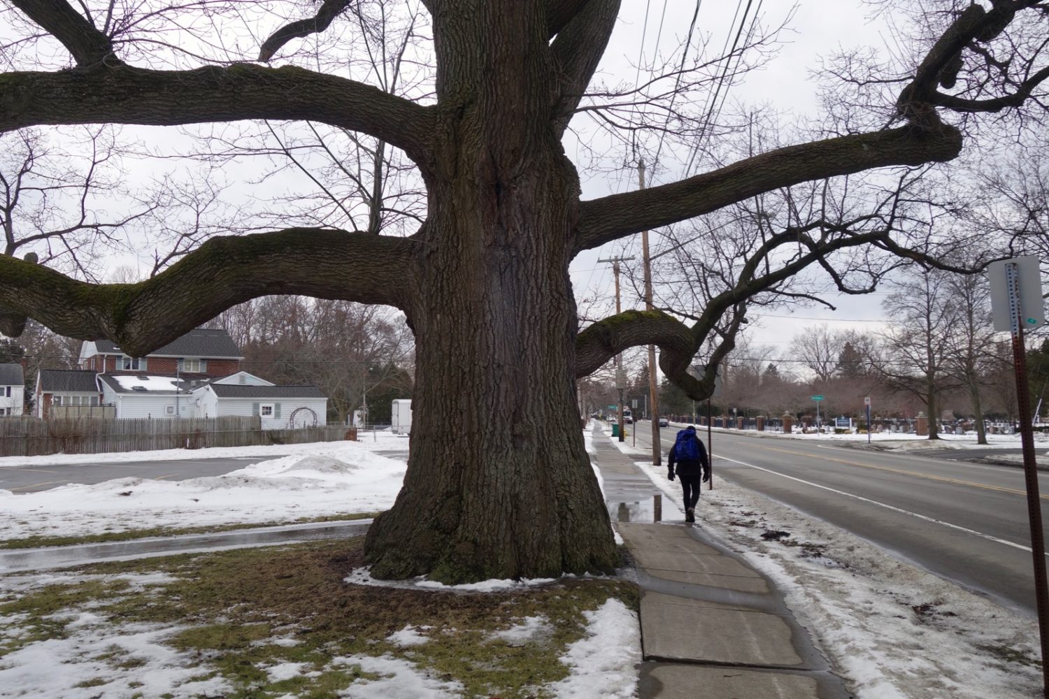 Peggi with backpack under 250 year old old tree on Culver Road