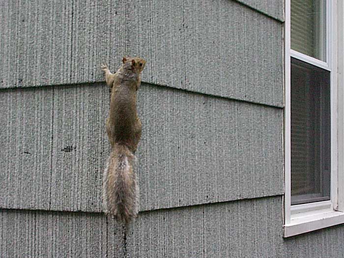 A squirrel climbs up the asphalt shingles on Sparky's house.