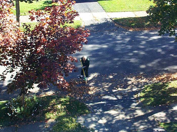 Sparky sweeping leaves out front of our house.
