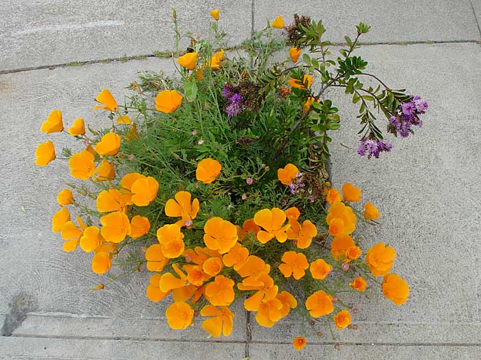 Dave Mahoney Memorial