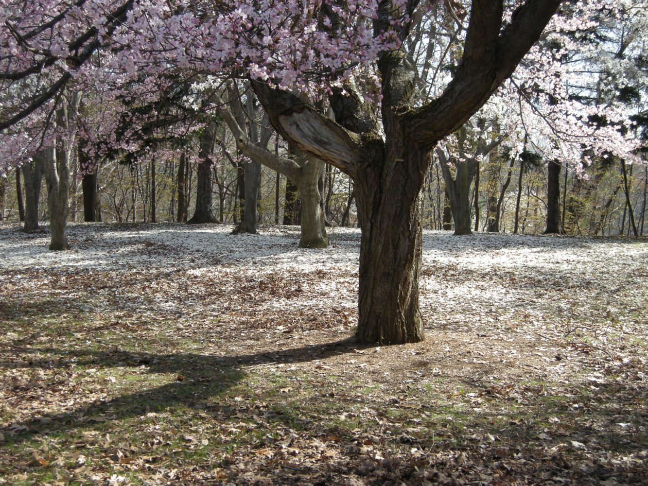 Spring blossoms in Durand Eastman Park