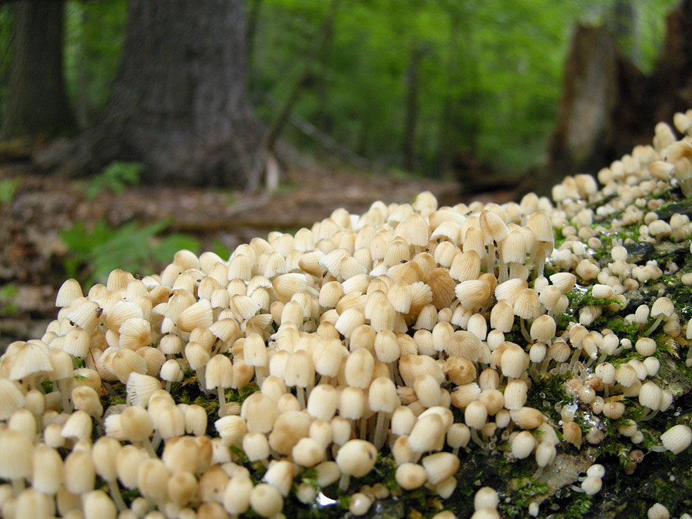 Mushrooms near Durand Eastman Park