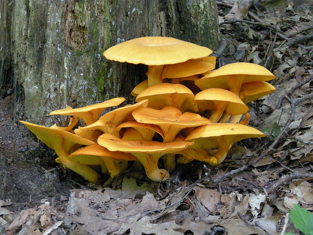 Mushrooms near Durand Eastman Park