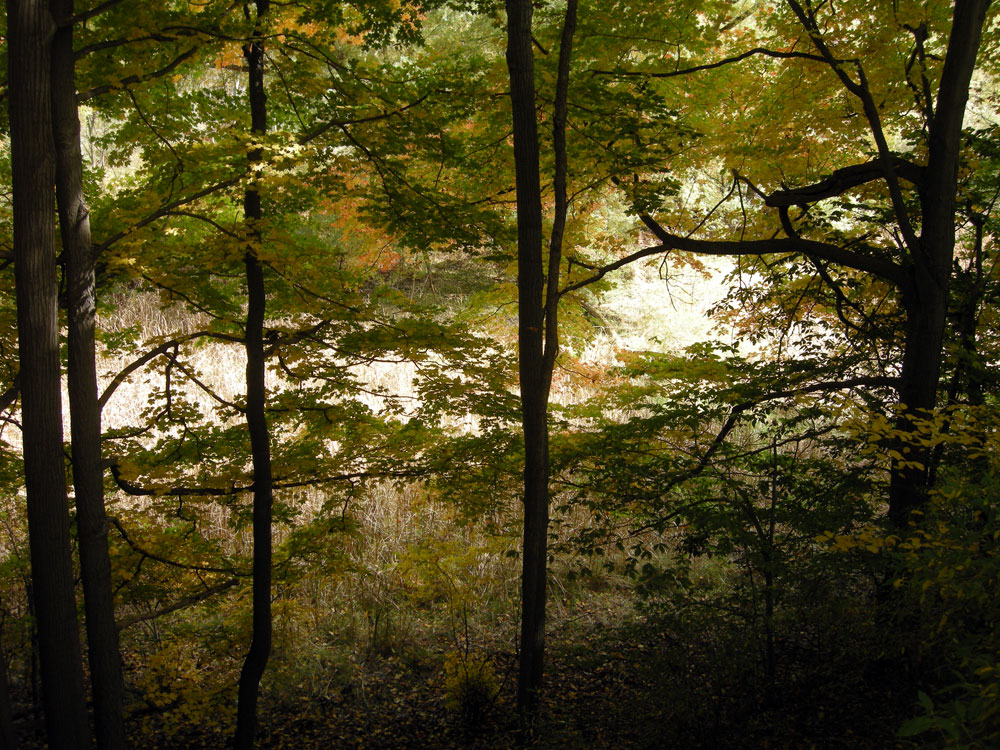 Fall in the woods near Rochester New York