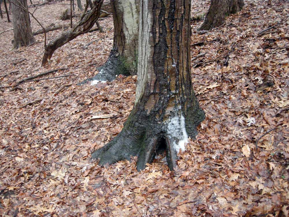 Tree foaming in the woods