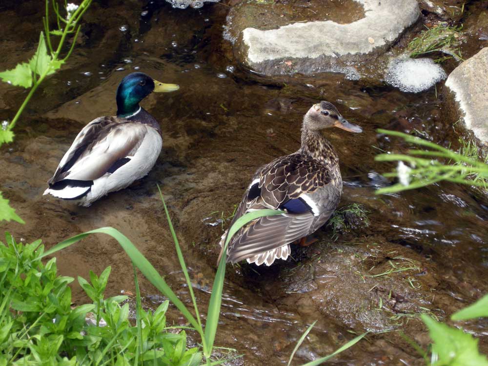 Duck couple in Spring Valley