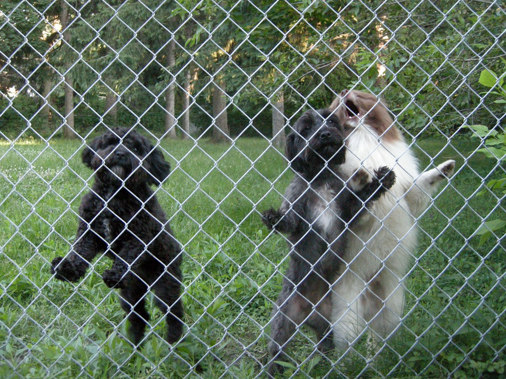 Three yapping dogs behind a fence