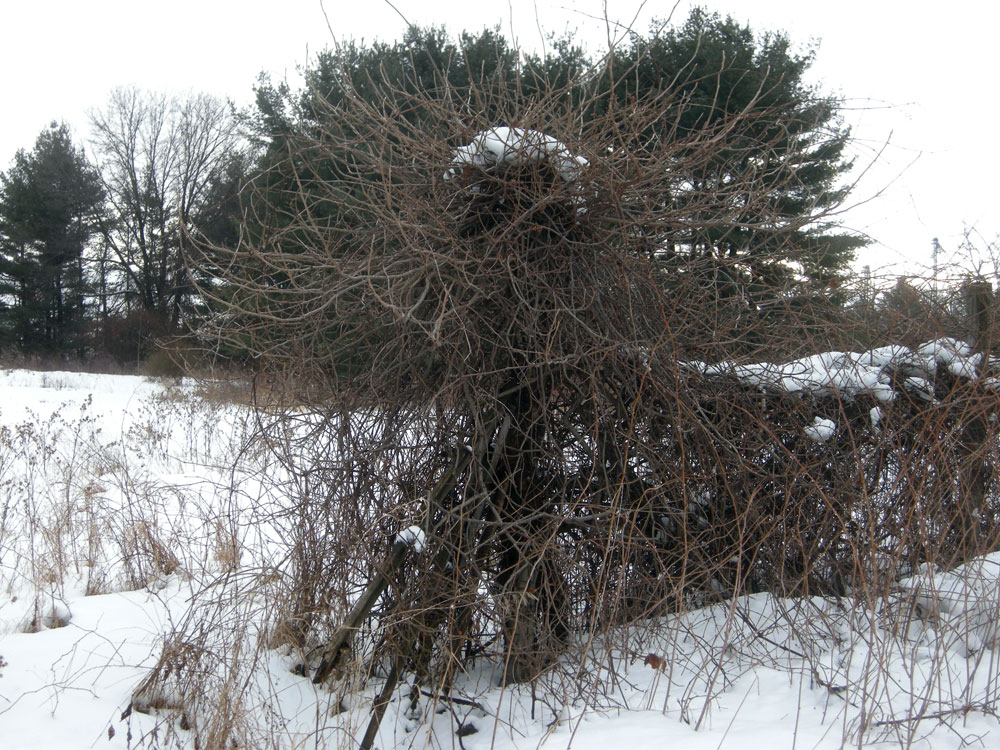 Poison Ivy Voodoo construction