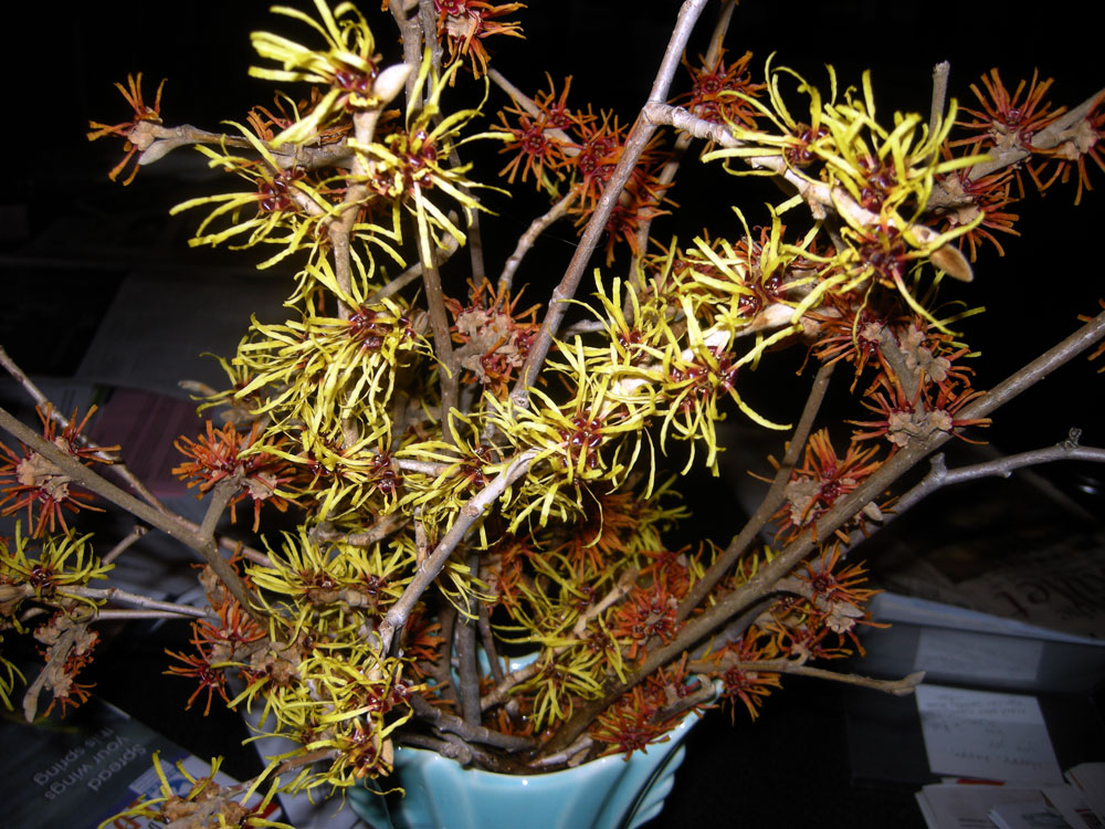 Two different kinds of Witch-hazel