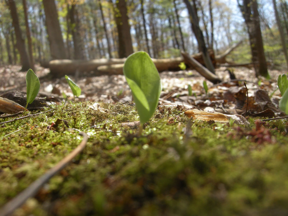 Mayflowers in the woods Rochester New York