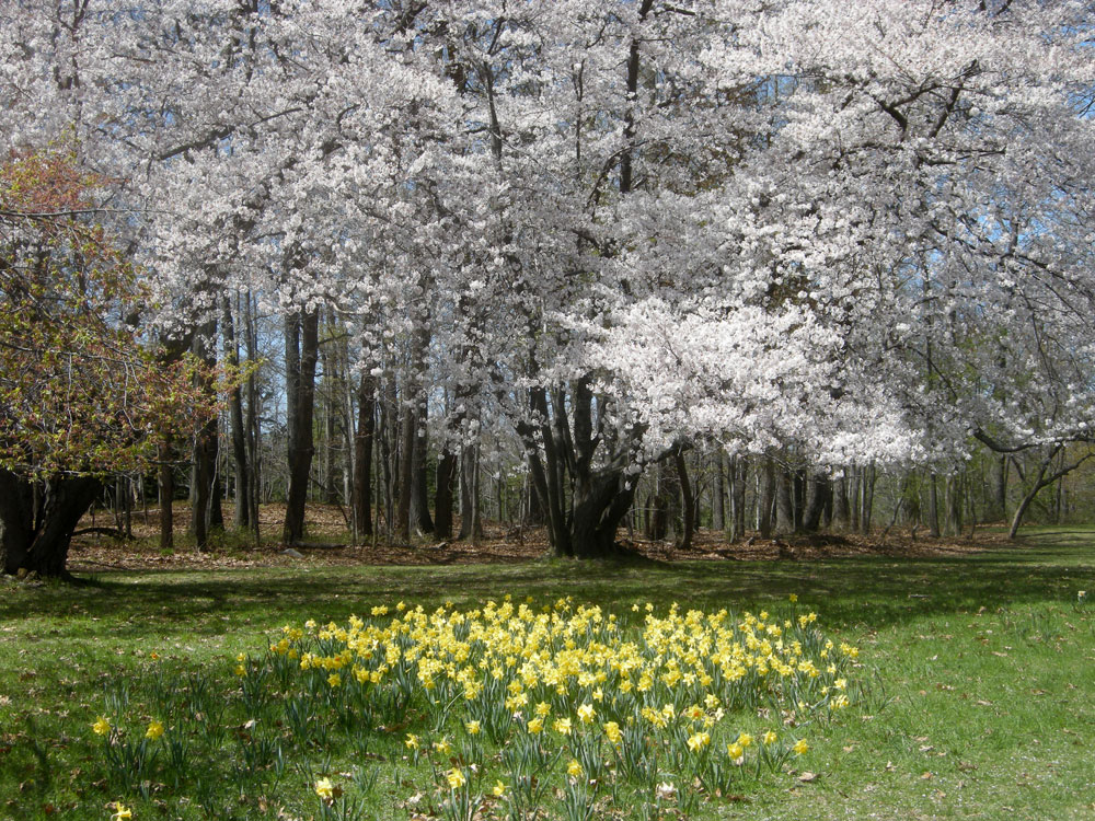 Springtime Durand Eastman Park Rochester, NY 2010