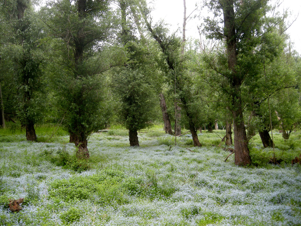 Blue flowers in the marsh, late spring, Rochester, NY