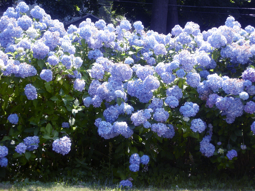 Hydrangeas in yard off Rocket Street in Rochester, NY