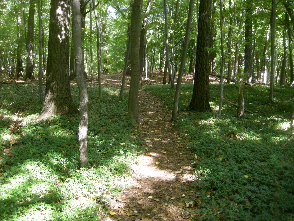 Path in woods that leads to our voting booth at Pt. Pleasant Fire Department
