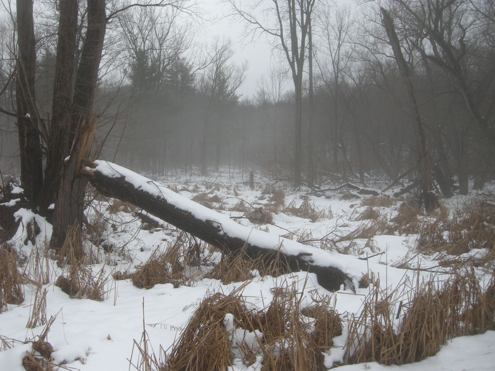 Frozen wetlands off Hoffman Road in Rochester, New York