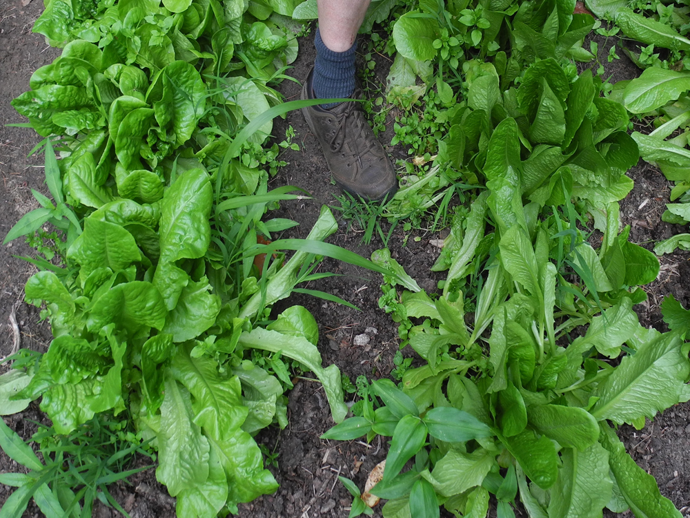 Peggi in the lettuce patch