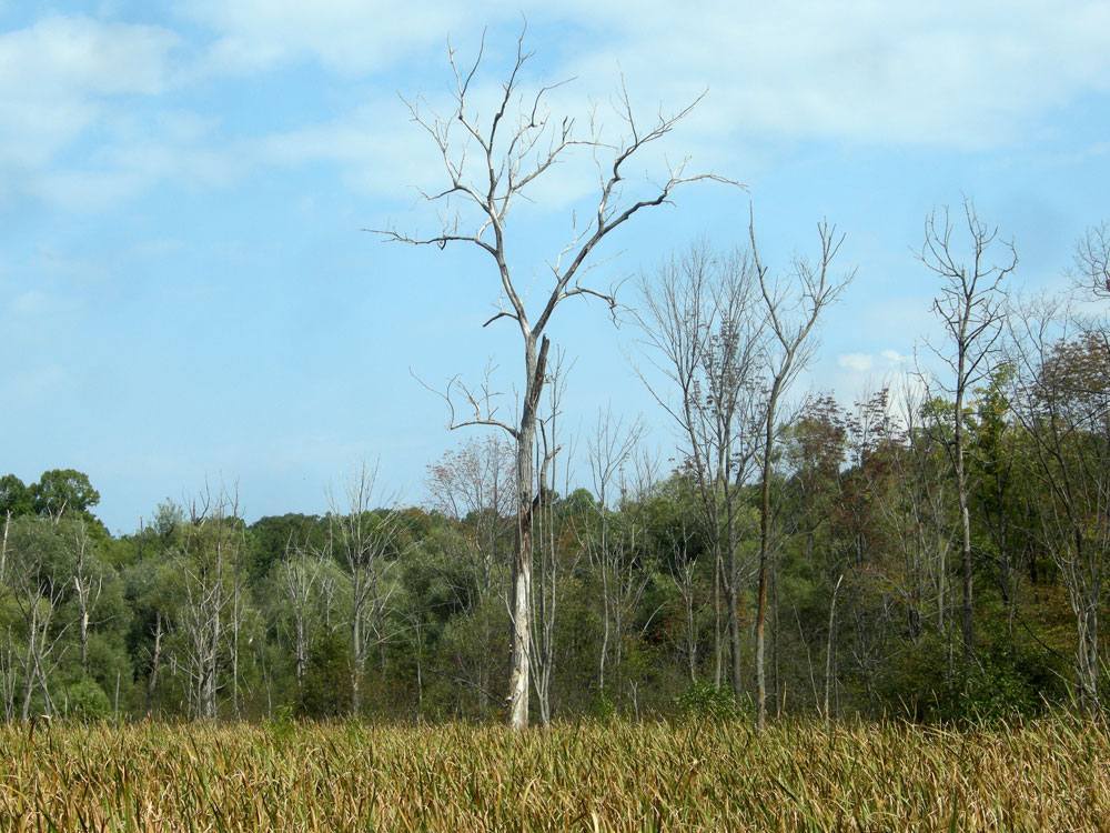 Dead tree in marsh off Hoffman Road in Rochester, NY