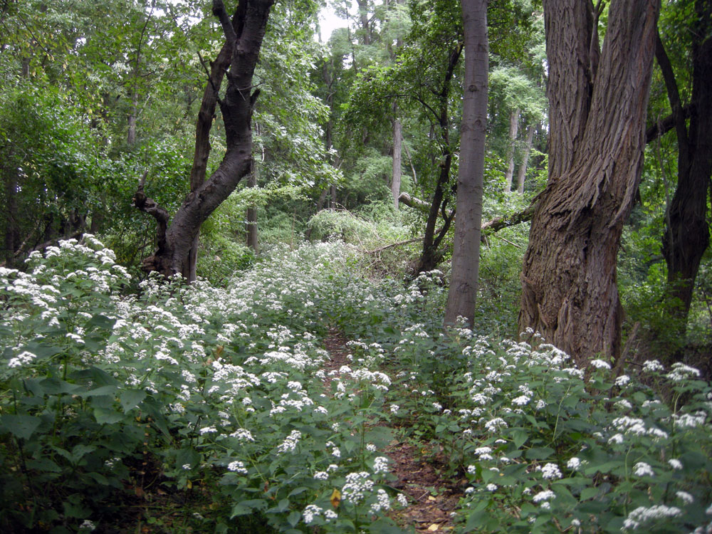 White flower weeds lining the path in Spring Valley