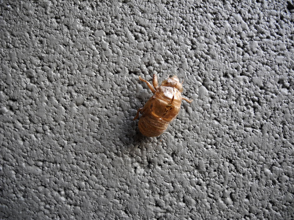 Cicada shell on wall out back